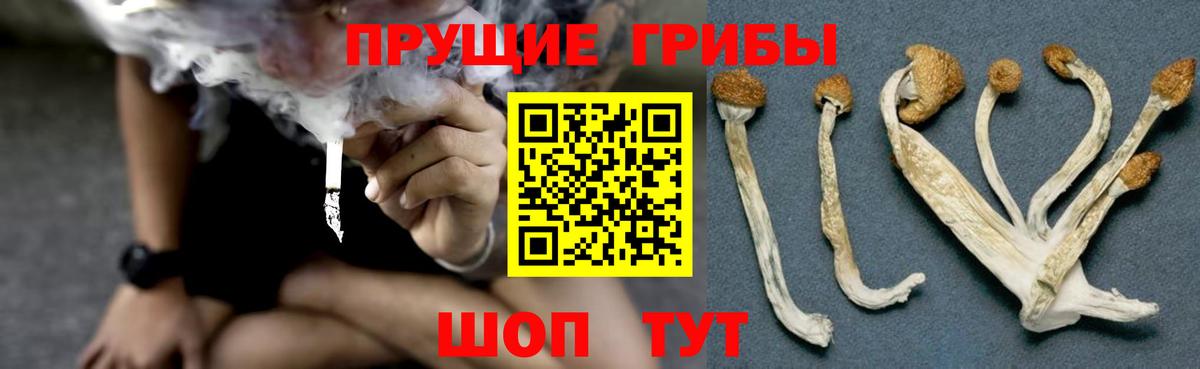 Псилоцибиновые грибы Psilocybe Звенигород
